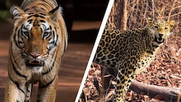 In Pench And Tadoba National Park, A Thrilling Tiger Safari Through Mowgli's Land