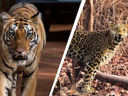 In Pench And Tadoba National Park, A Thrilling Tiger Safari Through Mowgli's Land In Pench And Tadoba National Park, A Thrilling Tiger Safari Through Mowgli's Land