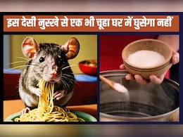 इस देसी नुस्खे से एक भी चूहा घर में घुसेगा नहीं, एक्सपर्ट ने बताया रामबाण तरीका इस देसी नुस्खे से एक भी चूहा घर में घुसेगा नहीं, एक्सपर्ट ने बताया रामबाण तरीका
