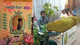 Biggest Jackfruit: कटहल हो तो ऐसा... वजन 36 किलो, देखने वाले रह गए हैरान, किसान को मिला इनाम