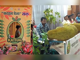 Biggest Jackfruit: कटहल हो तो ऐसा... वजन 36 किलो, देखने वाले रह गए हैरान, किसान को मिला इनाम
