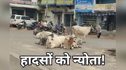 Govansh on Roads: सड़कें बन गईं गौशाला! बैकुंठपुर में हर दिन दे रहे सड़क हादसों को खुला न्योता