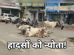Govansh on Roads: सड़कें बन गईं गौशाला! बैकुंठपुर में हर दिन दे रहे सड़क हादसों को खुला न्योता