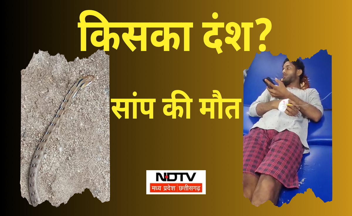 Man vs Snake: बालाघाट में सर्पदंश की घटना; तड़प-तड़प कर मर गया सांप, जिंदा बच गया इंसान, जानिए पूरा मामला