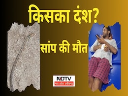 Man vs Snake: बालाघाट में सर्पदंश की घटना; तड़प-तड़प कर मर गया सांप, जिंदा बच गया इंसान, जानिए पूरा मामला Man vs Snake: बालाघाट में सर्पदंश की घटना; तड़प-तड़प कर मर गया सांप, जिंदा बच गया इंसान, जानिए पूरा मामला