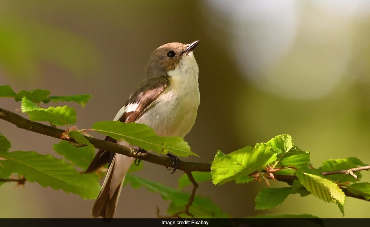 бързо четене Резюме е генериран от AI прегледано Newsroom Изследванията