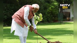 Sindoor Tree: PM मोदींनी लावलेलं सिंदूर झाड नेमकं कसे असते? महाराष्ट्रातील 'या' गावात आहे भलामोठा वृक्ष