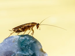 फ्रिज से लेकर खाने तक... किचन में कोकरोच ने मचा रखा हे आंतक, तो ये Cockroach Killer दे सकते हैं आराम