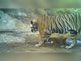 मुकुंदरा हिल्स टाइगर रिजर्व की बाघिन  MT-6 पहली बार बनी है मां, शावक के साथ नजर आई मुकुंदरा हिल्स टाइगर रिजर्व की बाघिन  MT-6 पहली बार बनी है मां, शावक के साथ नजर आई