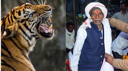 रणथंभौर में फिर टाइगर अटैक, एक व्यक्ति को उठा ले गया, बचाने के लिए पीछे दौड़े वन विभाग अधिकारी