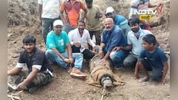 Sangli News: मगरीची गावात दहशत, 1 वर्षानंतर गावकऱ्यांनी 'अशी' केली जेरबंद