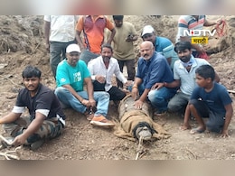 Sangli News: मगरीची गावात दहशत, 1 वर्षानंतर गावकऱ्यांनी 'अशी' केली जेरबंद