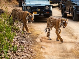 Ranthambore National Park: रणथंभौर में 12 शावकों को मिली नई पहचान, दिए गए नंबर, एक की तलाश में जुटा प्रशासन  Ranthambore National Park: रणथंभौर में 12 शावकों को मिली नई पहचान, दिए गए नंबर, एक की तलाश में जुटा प्रशासन