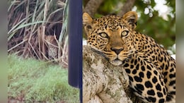 7-Year-Old Girl Mauled To Death By Leopard In UP's Bijnor: Cops