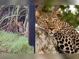 7-Year-Old Girl Mauled To Death By Leopard In UP's Bijnor: Cops 7-Year-Old Girl Mauled To Death By Leopard In UP's Bijnor: Cops