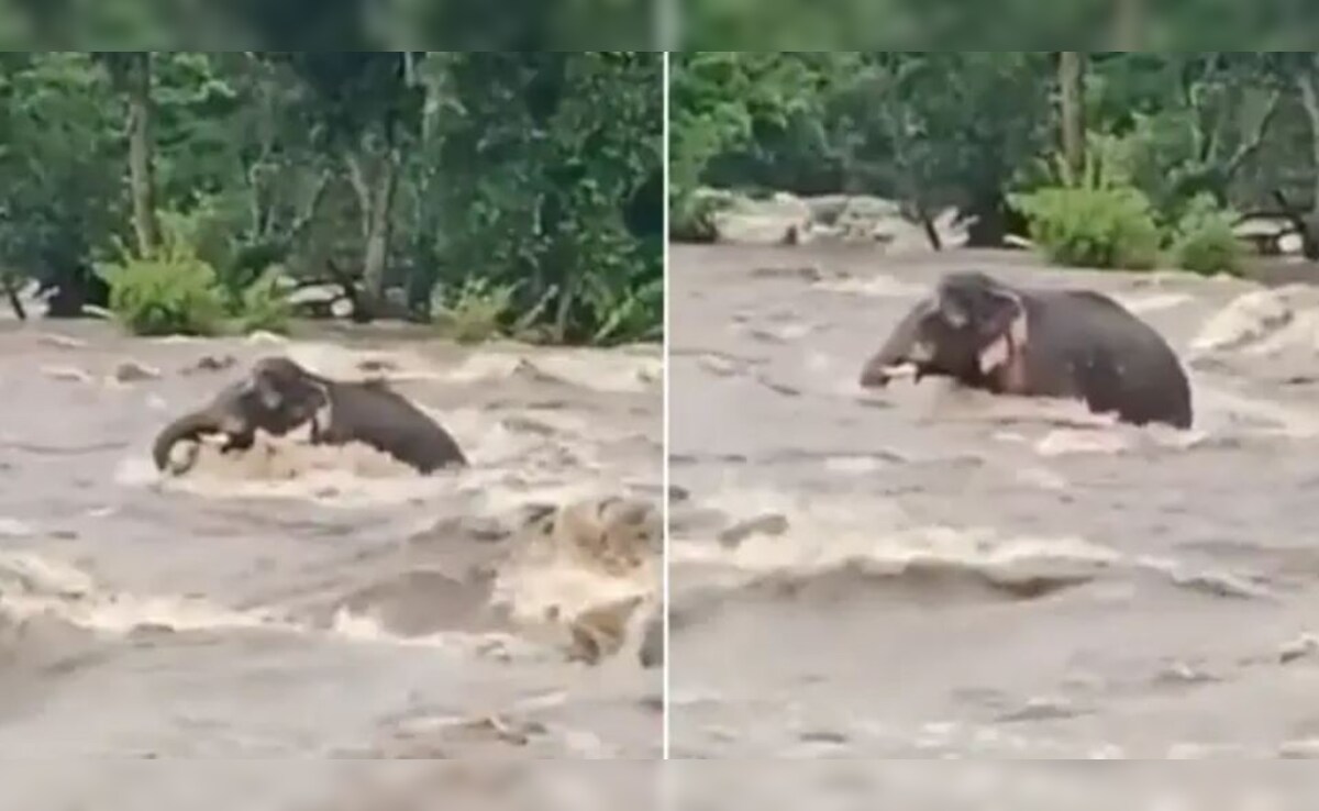 बाढ़ के सैलाब में बुरी तरह फंसा हाथी, तेज बहाव से लड़ता देख लोग बोले- हिम्मत हो तो ऐसी