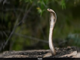 King Cobras Found Near Mt Everest, Here's Why Experts Are Worried King Cobras Found Near Mt Everest, Here's Why Experts Are Worried