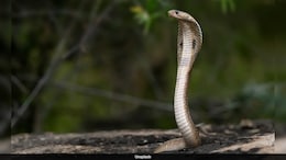 Kerala Woman Forest Officer Rescues Her First King Cobra In 6 Minutes