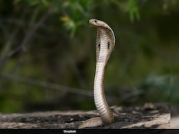 Kerala Woman Forest Officer Rescues Her First King Cobra In 6 Minutes Kerala Woman Forest Officer Rescues Her First King Cobra In 6 Minutes