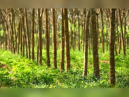 Gadchiroli News: पर्यावरणाची हानी भरुन काढण्यासाठी गडचिरोलीत 1 कोटी वृक्ष लागवड, राज्य सरकारची घोषणा Gadchiroli News: पर्यावरणाची हानी भरुन काढण्यासाठी गडचिरोलीत 1 कोटी वृक्ष लागवड, राज्य सरकारची घोषणा