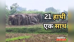 Elephants: पतरापाली गांव में अचानक एक साथ दिखें 21 जंगली हाथी, ग्रामीणों में दहशत, पहुंचा रहे नुकसान