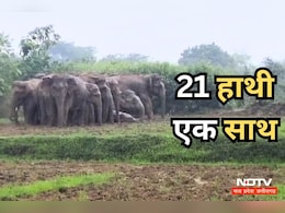 Elephants: पतरापाली गांव में अचानक एक साथ दिखें 21 जंगली हाथी, ग्रामीणों में दहशत, पहुंचा रहे नुकसान Elephants: पतरापाली गांव में अचानक एक साथ दिखें 21 जंगली हाथी, ग्रामीणों में दहशत, पहुंचा रहे नुकसान