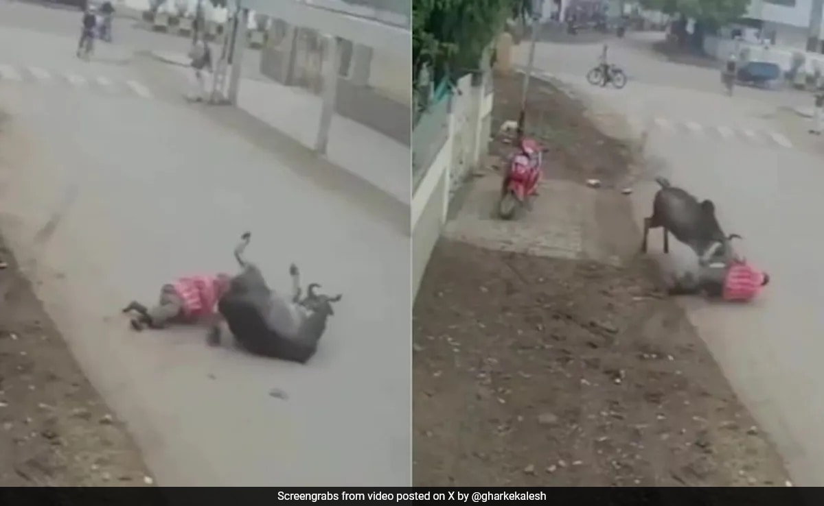 Свий бик нападнал човек стоящ край пътя в района на