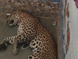 भीलवाड़ा में लेपर्ड ने पहले किया 5 लोगों को घायल, फिर एक परिवार ने लेपर्ड को बहादुरी बाथरूम में किया कैद भीलवाड़ा में लेपर्ड ने पहले किया 5 लोगों को घायल, फिर एक परिवार ने लेपर्ड को बहादुरी बाथरूम में किया कैद