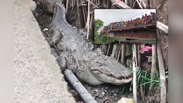 Crocodile in Village: घर का गेट खोला तो सामने बैठा मगरमच्छ मिला, घंटों की मशक्कत के बाद वन विभाग ने किया रेस्क्यू