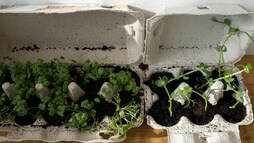 Why Are So Many Indian Homes Suddenly Growing Microgreens