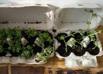 Why Are So Many Indian Homes Suddenly Growing Microgreens Why Are So Many Indian Homes Suddenly Growing Microgreens