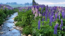 Watch: Kashmir's Gulmarg Looks Straight Out Of A Dream. Here's What To Know Before You Go
