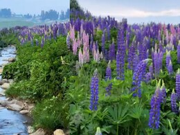 Watch: Kashmir's Gulmarg Looks Straight Out Of A Dream. Here's What To Know Before You Go