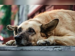 Bengaluru News: तंत्र-मंत्र, मान कापलेले कुत्रा.. दरवाजा उघडताच दिसलं भयंकर दृश्य, महिलेच्या विकृतीचा कळस! Bengaluru News: तंत्र-मंत्र, मान कापलेले कुत्रा.. दरवाजा उघडताच दिसलं भयंकर दृश्य, महिलेच्या विकृतीचा कळस!