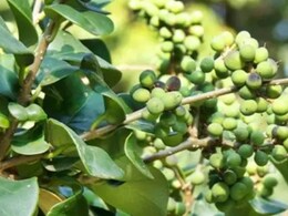 Guggul Benefits: आंख,कान-पेट समेत कई बीमारियों का रामबाण है 'गुग्गुल', जानें इसके फायदे Guggul Benefits: आंख,कान-पेट समेत कई बीमारियों का रामबाण है 'गुग्गुल', जानें इसके फायदे