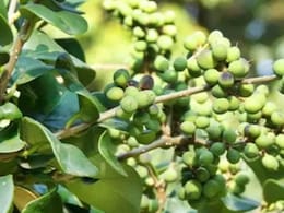 कांचनार गुग्गुल है कई बीमारियों की रामबाण दवा, लेकिन इन बातों का रखें ध्यान वरना हो सकता है नुकसान