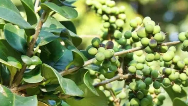 कांचनार गुग्गुल है कई बीमारियों की रामबाण दवा, लेकिन इन बातों का रखें ध्यान वरना हो सकता है नुकसान