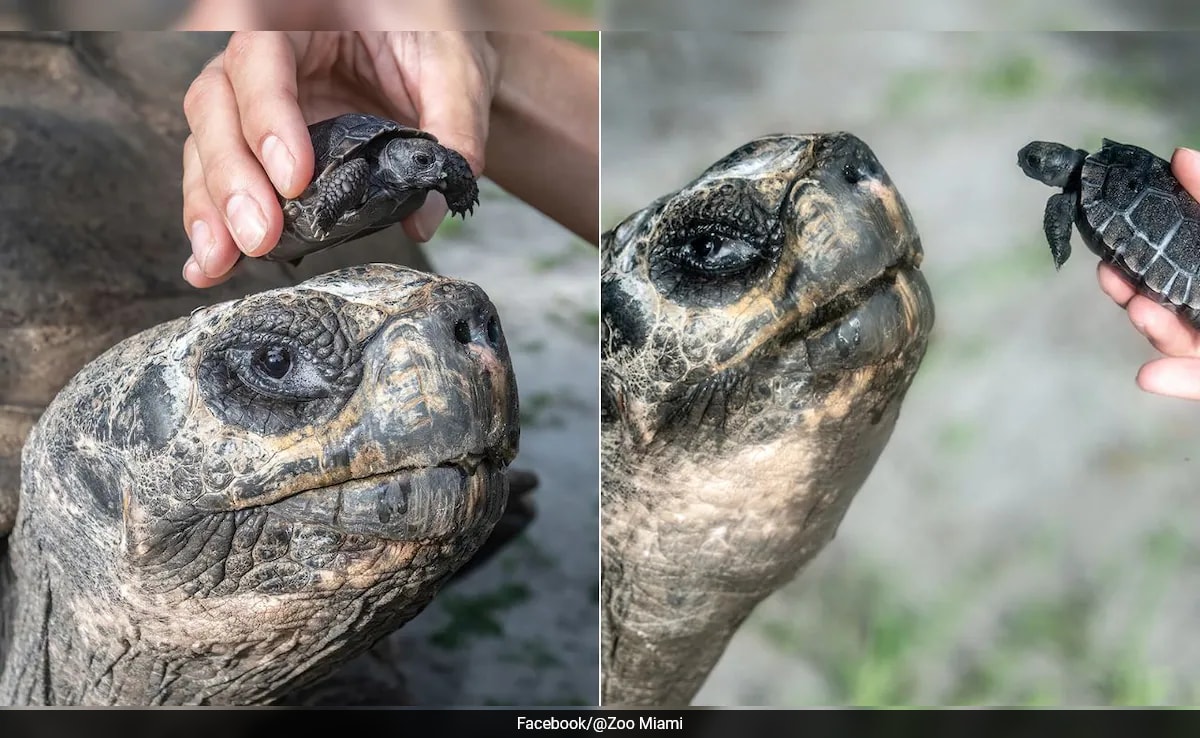 Showquick Read Резюмето е генерирано от AI рецензирана новина Голиат