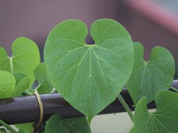 गिलोय के काढ़े से मिलेंगे जबरदस्त फायदे, डेंगू के साथ इन बीमारियों में भी है असरदार