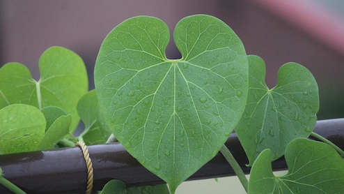 गिलोय के काढ़े से मिलेंगे जबरदस्त फायदे, डेंगू के साथ इन बीमारियों में भी है असरदार