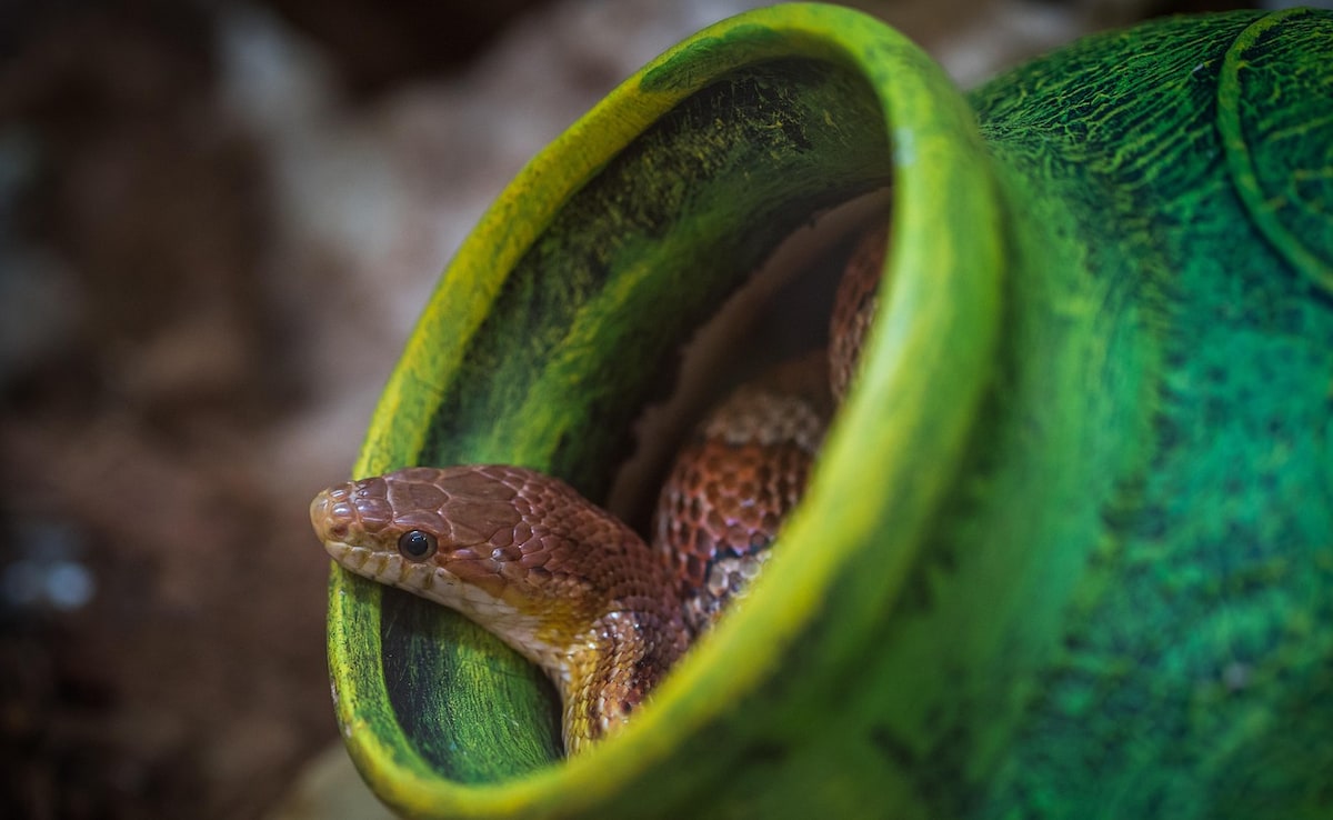 Meerut Два дни след като жителите на село Самули в