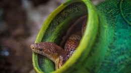 8 Snakes Rescued From UP House 2 Days After Villagers Kill 52 Serpents