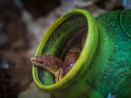 8 Snakes Rescued From UP House 2 Days After Villagers Kill 52 Serpents