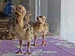 Rajasthan: सेना के शौर्य को अनूठा सलाम, गोडावण के चूजों का नाम रखा गया 'व्योम' और 'सोफिया'