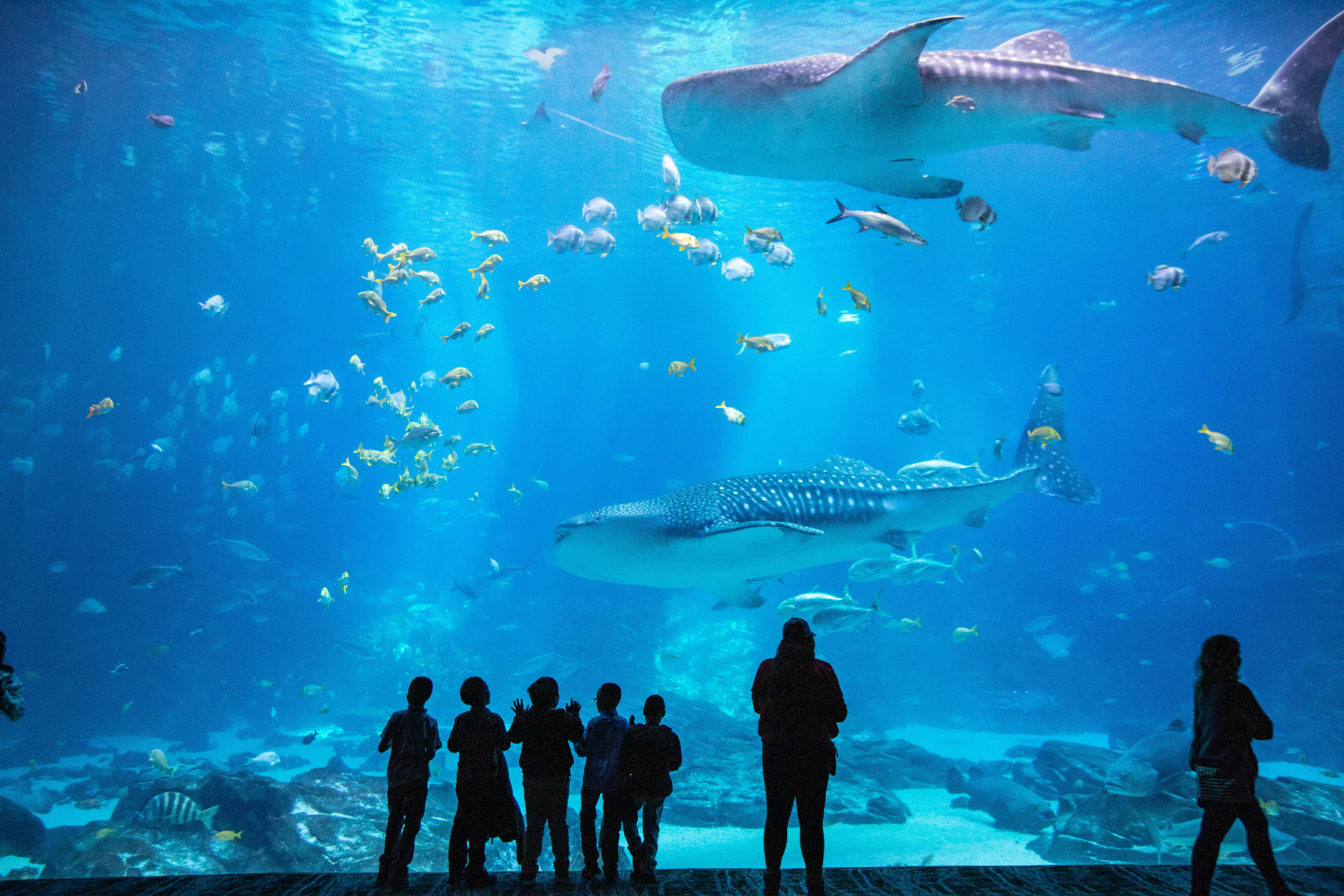 7 Incredible Aquariums Around The World You Need To See At Least Once In Your Life