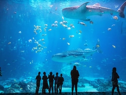7 Incredible Aquariums Around The World You Need To See At Least Once In Your Life 7 Incredible Aquariums Around The World You Need To See At Least Once In Your Life