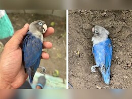 एक नन्हे परिंदे की आखिरी विदाई ने तोड़ दिया दिल, टूटे दिल से Reddit पर लिखा दर्द भरा पैगाम एक नन्हे परिंदे की आखिरी विदाई ने तोड़ दिया दिल, टूटे दिल से Reddit पर लिखा दर्द भरा पैगाम