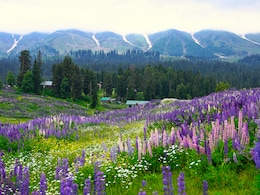 Uttarakhand's Valley Of Flowers National Park Reopens: How To Reach, Best Time To Visit