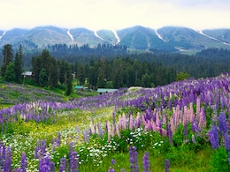 Uttarakhand's Valley Of Flowers Is Now Open To Tourists: Check Out The Best Things To Do Here Uttarakhand's Valley Of Flowers Is Now Open To Tourists: Check Out The Best Things To Do Here