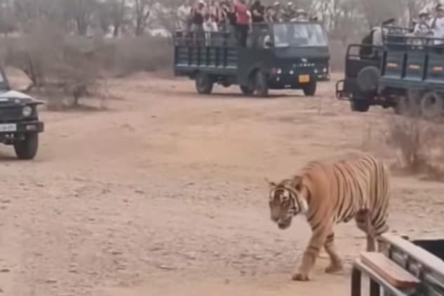 Ranthambore National Park Ranthambore National Park